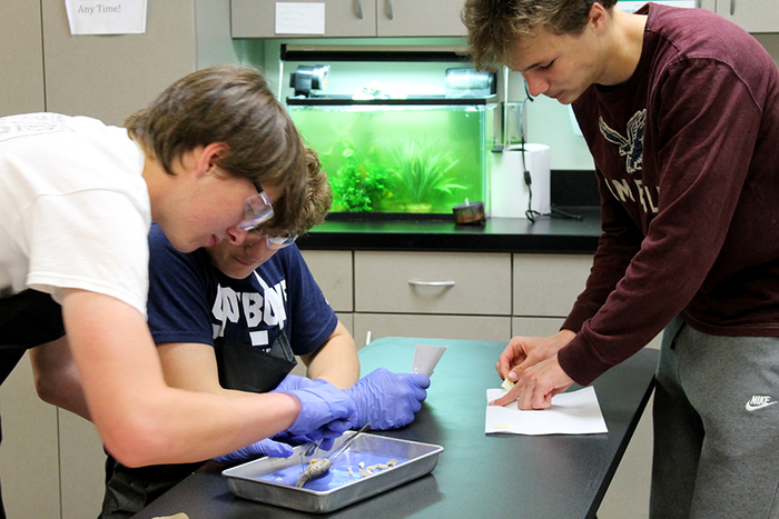 Colin, Cole and Gavin dissecting a perch